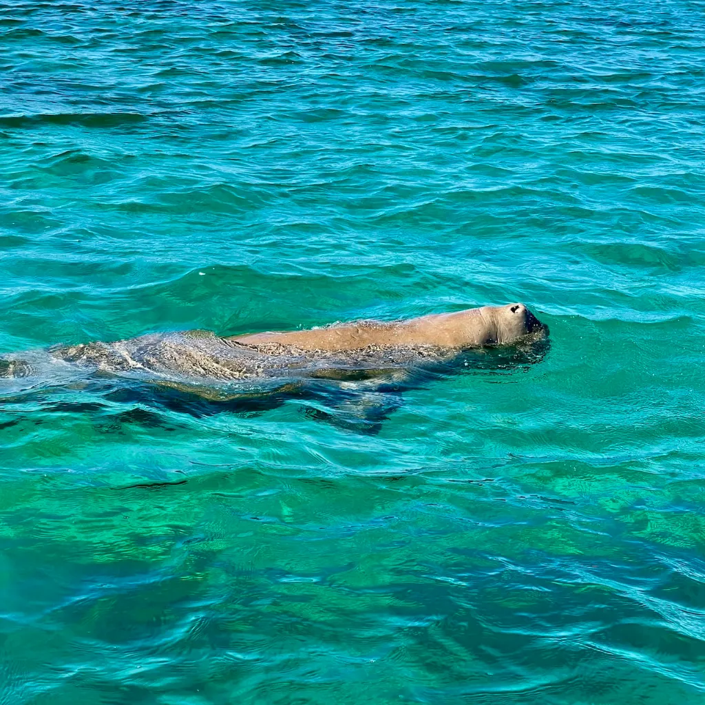 Dugong spotted near Azulik villa
