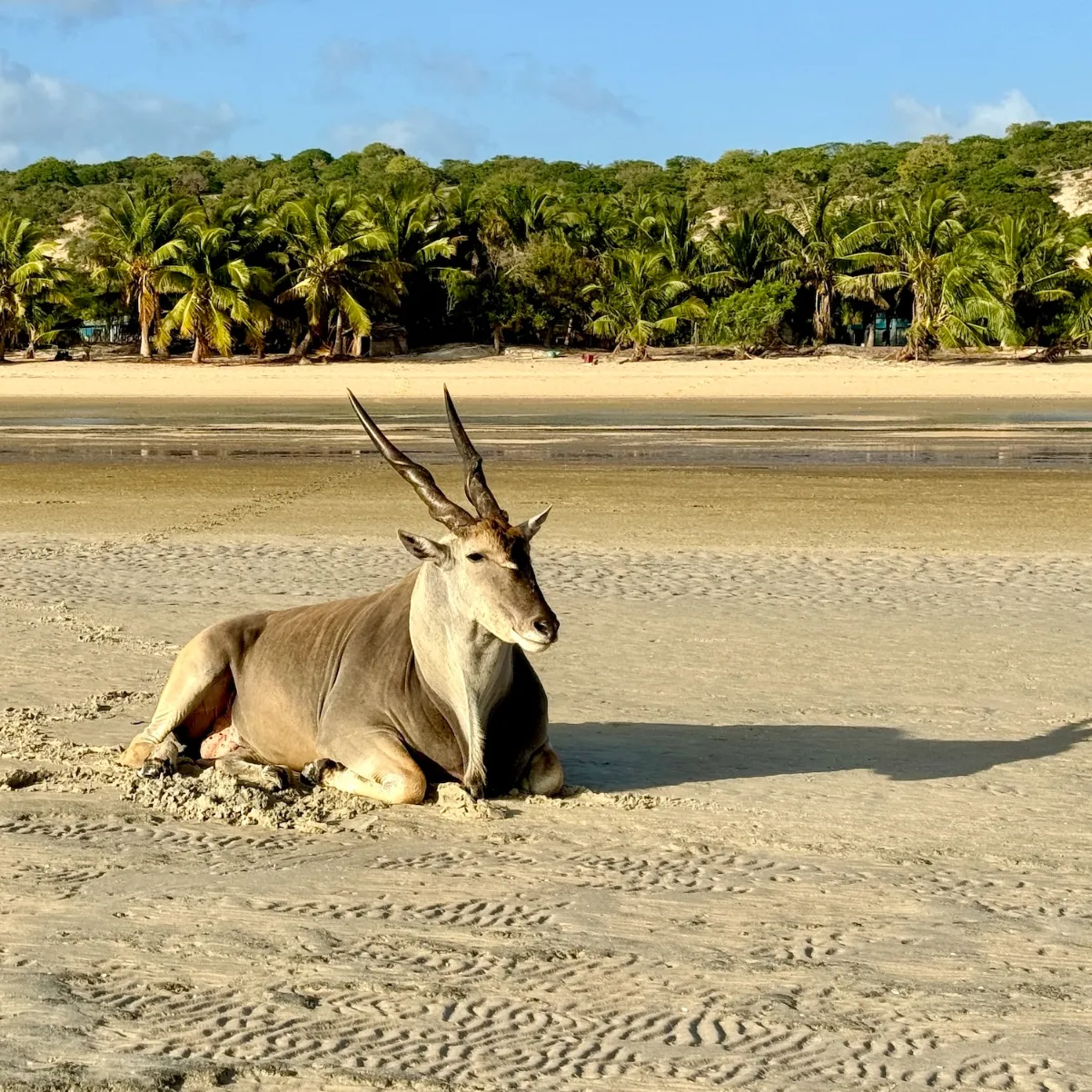 Azulik Eland on the beach