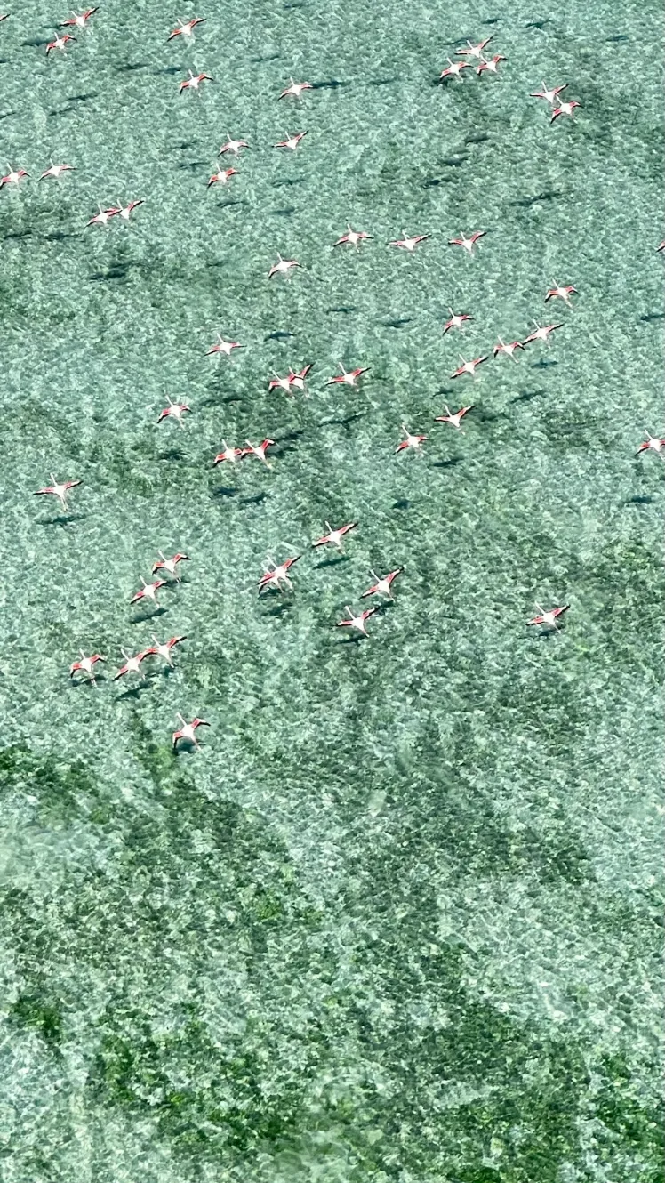 Arial photo of flamingos near Azulik villa