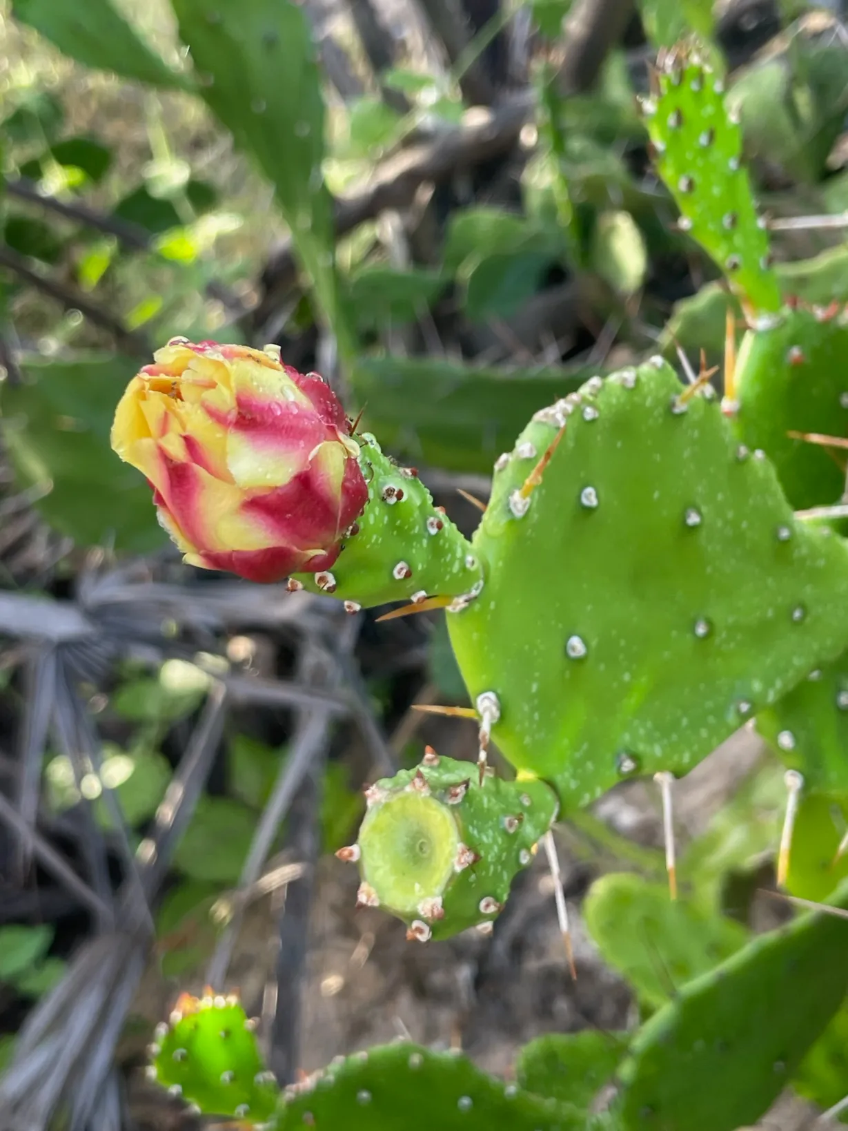 Azulik prickly pear