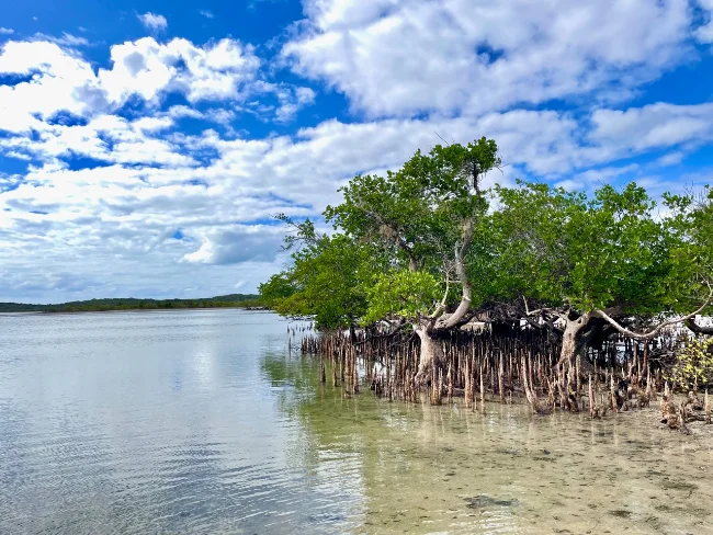 Lush mangrove trees by calm water